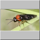 Eutomostethus ephippium - Blattwespe 04 6mm.jpg